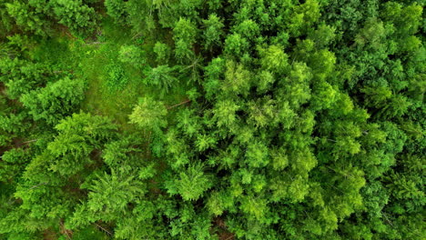 Green-vibrant-forest-with-pine-trees,-aerial-top-down-view