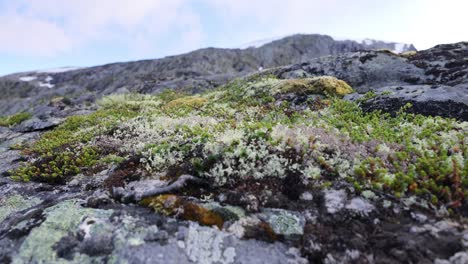 Arktischen-Tundra.-Schöne-Natur-Norwegen-Naturlandschaft.