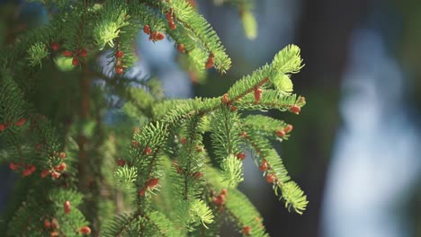 Close-up-of-a-fir-branch-bathed-in-sunlight,-with-vibrant-green-needles-and-budding-pine-cones