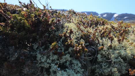 Flechtenmoos-Der-Arktischen-Tundra-Aus-Nächster-Nähe.-Es-Kommt-Hauptsächlich-In-Gebieten-Der-Arktischen-Tundra-Und-Der-Alpentundra-Vor-Und-Ist-äußerst-Kälteresistent.-Cladonia-Rangiferina,-Auch-Als-Rentierbecherflechte-Bekannt.