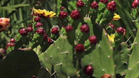 Opuntia,-commonly-known-as-the-prickly-pear-cactus,-is-a-genus-of-flowering-plants-in-the-Cactaceae-family,-celebrated-for-their-flavorful-fruit-and-vibrant-flowers