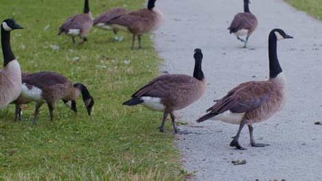 Canadian-geese-birds-animals-in-natural-environment-in-the-park-,-wildlife-scene-episode