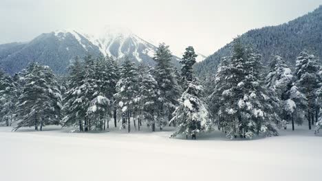 Hermoso-Bosque-De-Nieve-En-Invierno.-Volando-Sobre-Pinos-Cubiertos-De-Nieve.