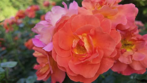 A-bee-lands-on-vibrant-orange-roses-in-a-garden