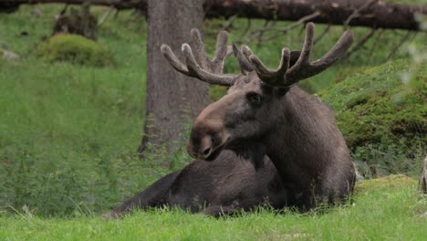 Elch-Oder-Elch-(Alces-Alces)-Im-Grünen-Wald.-Schönes-Tier-Im-Natürlichen-Lebensraum.