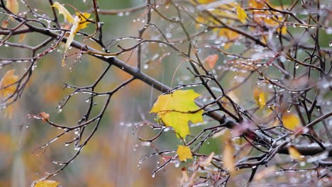 Blätter-Und-Äste-Von-Bäumen-Im-Spätherbst-Bei-Regen.