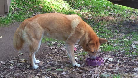 Dingo,-Canis-Familiaris-In-Gefangenschaft,-Frisst-Aus-Der-Schüssel-Im-Gehege,-Nahaufnahme-Australischer-Einheimischer-Wildtierarten