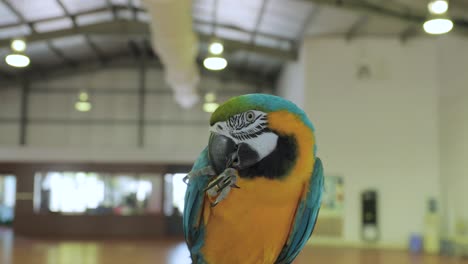 Un-Loro-Comiendo-Semillas-De-Girasol