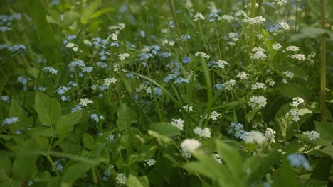 Vergissmeinnicht-Auf-Der-Wiese.-Nahaufnahme