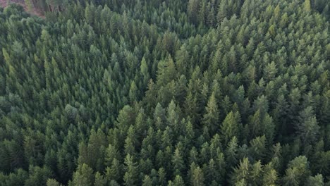 Tomada-Desde-Un-Dron-Sobre-Las-Copas-De-Los-árboles-De-Un-Bosque-Profundo.