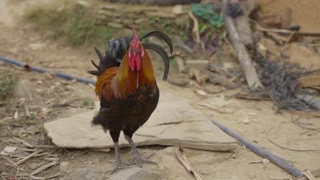 Gallo-De-Gallina-En-El-Pueblo