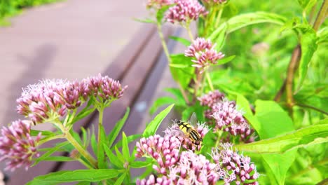 Schwebfliege-Auf-Rosa-Wildblumen-In-Einem-Sonnigen-Garten