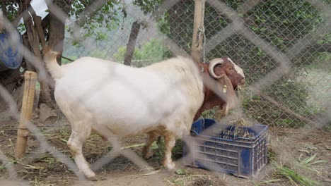 Cría-De-Cabras-En-El-Pueblo