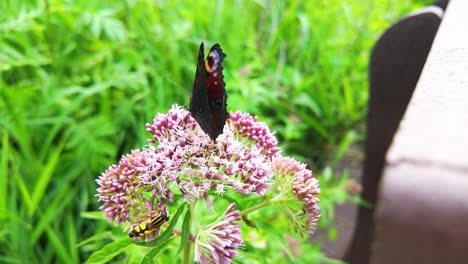 Colorful-peacock-butterfly-on-pink-flowers-in-a-lush-green-garden