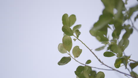 Green-yerba-mate-leaves-dancing-in-the-wind