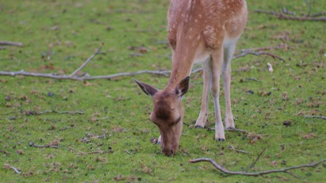 a-deer-animal-grazing-in-natural-park-environment