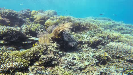 Exploring-underwater-world-of-corals-and-plants-growing-in-ocean