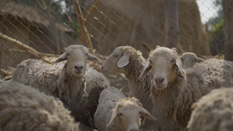 sheep-and-lamb-in-village