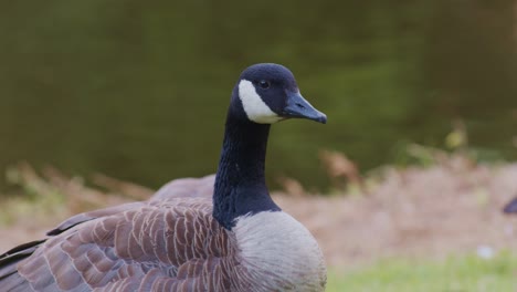 Canadian-geese-birds-animals-in-natural-environment-in-the-park-,-wildlife-scene-episode