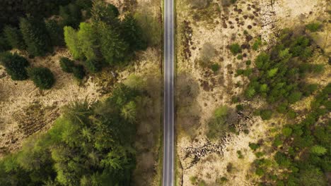 Cinematic-top-down-aerial-view-of-smart-car-driving-along-a-straight-road-between-a-beautiful-coniferous-forest-in-highlands-of-Scotland