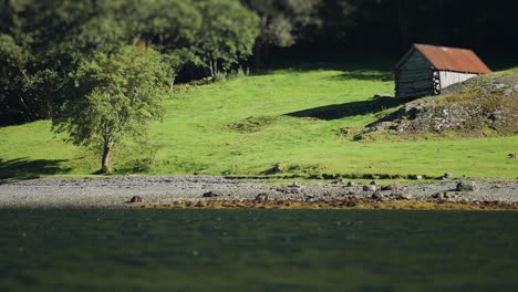 Un-Antiguo-Granero-En-La-Exuberante-Pradera-Verde-De-La-Costa-Del-Fiordo-De-Naeroy