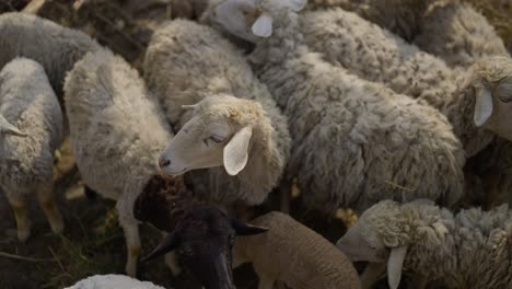 sheep-and-lamb-in-village