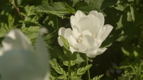 Un-Solo-Tulipán-Blanco-Florece-En-Un-Campo-De-Hojas-Verdes,-Bañado-Por-El-Cálido-Resplandor-Del-Sol.