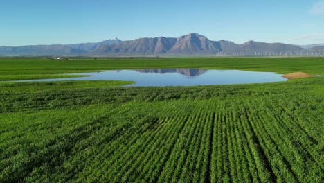 Agua-De-Lluvia-En-Un-Campo-De-Trigo-En-El-Valle-De-Riebeek