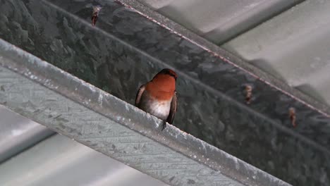 A-wild-welcome-swallow,-perched-on-the-steel-beam-of-the-bird-hide,-spread-its-wings-and-fly-away,-close-up-shot