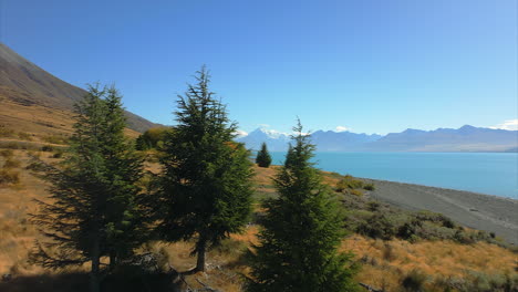 Beyond-the-trees,-Lake-Pukaki-and-Mont-Cook-Aoraki-is-revealed-in-the-New-Zealand-outback