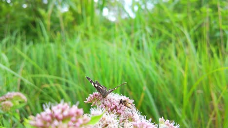 Mariposa-Y-Sírfido-Sobre-Flores-Rosas-En-Un-Prado-Verde-Exuberante,-Primer-Plano