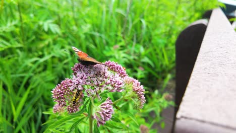 Schmetterling-Ruht-Auf-Einer-Rosa-Blume-Mit-üppigem-Grünem-Hintergrund,-Nahaufnahme