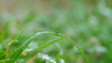 Closeup-of-a-tiny-fly-among-raindrops-on-the-grass