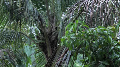 Nahaufnahme-Eines-Kokosnussbaums-Im-Regen