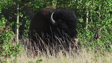 Bisonte-De-Bosque-Tumbado-En-La-Hierba-En-El-Parque-Nacional-Kluane,-Yukón,-Canadá