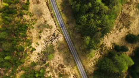 Birds-eye-view-aerial-shot-of-car-driving-along-the-road-between-a-beautiful-coniferous-forest-in-Scottish-highlands