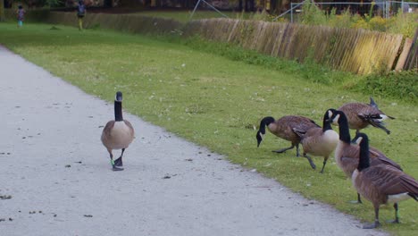 Gansos-Canadienses,-Aves,-Animales-En-Su-Entorno-Natural-En-El-Parque,-Escena-De-Vida-Salvaje,-Episodio,-Video