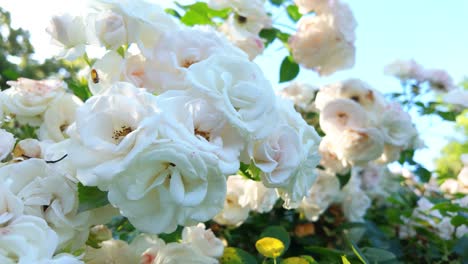 White-roses-blooming-in-a-sunny-garden-with-green-leaves-and-blue-sky