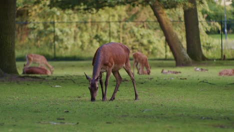 Ein-Hirschbaby,-Das-In-Der-Natürlichen-Umgebung-Des-Parks-Grast-Und-Gras,-Pflanzen-Und-Kräuter-Frisst