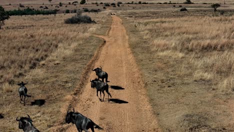 Zeitlupe-Der-Afrikanischen-Tierwelt---Tiere-Sprinten-Auf-Einem-Staubigen-Feldweg-Inmitten-Atemberaubender-Savannenlandschaften-Unter-Der-Heißen,-Trockenen-Sonne-Afrikas