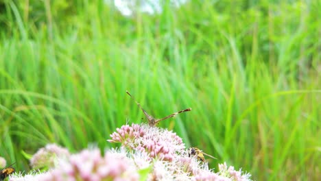 Ein-Schmetterling-Und-Eine-Schwebfliege-Auf-Rosa-Blüten-Auf-Einer-Grünen-Wiese