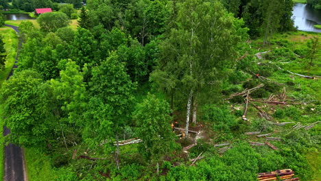 Process-of-forest-cut-in-green-landscape,-aerial-orbit-view