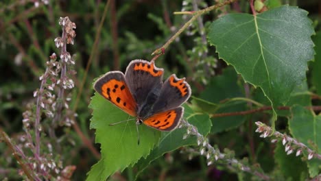 Una-Pequeña-Mariposa-De-Cobre,-Lycaena-Phlaeas,-Posada-En-Una-Hoja-De-Abedul-Entre-Brezos.