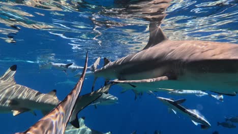 Many-Blacktip-reef-sharks-swimming-close-below-ocean-surface