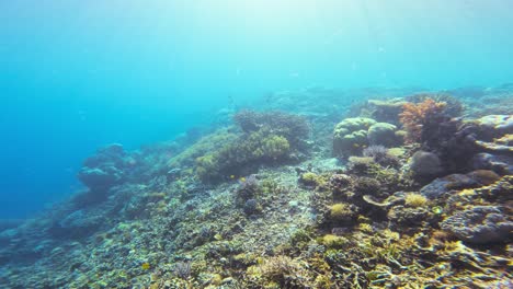 slow-dolly-shot-over-a-colorful-coral-reef-teeming-with-marine-life,-showcasing-the-stunning-diversity-of-corals-and-fish-in-clear-blue-water-of-Raja-Ampat,-Indonesia