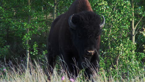 Búfalo-De-Montaña-Rumiando-En-El-Parque-Nacional-Kluane-En-Yukón,-Canadá