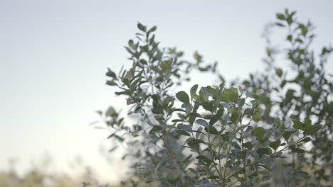 Yerba-mate-plants-in-a-field-in-Argentina-on-a-sunny-day