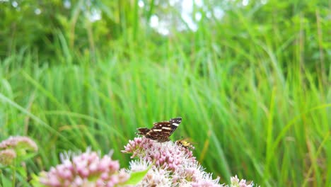 Mariposa-Sobre-Flores-Rosas-En-Un-Prado-Verde-Exuberante