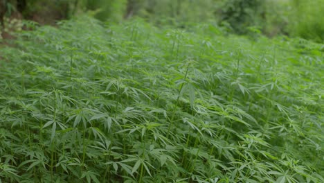 Anbau-Von-Marihuana-Und-Cannabis-Im-Dorf