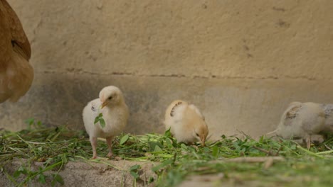 Chicken-and-chicks-eating-grass